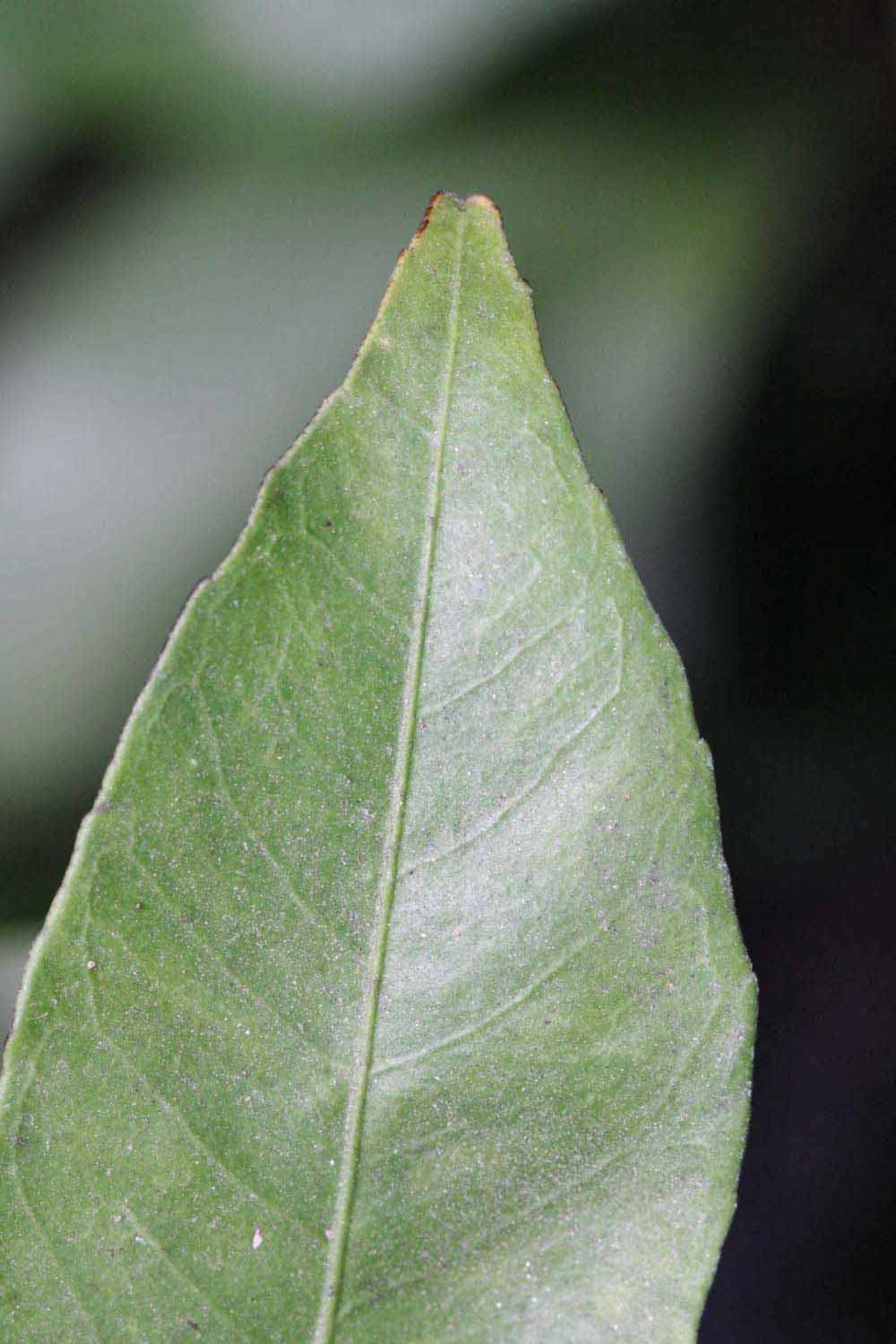              Margin (Riverside, CA)       